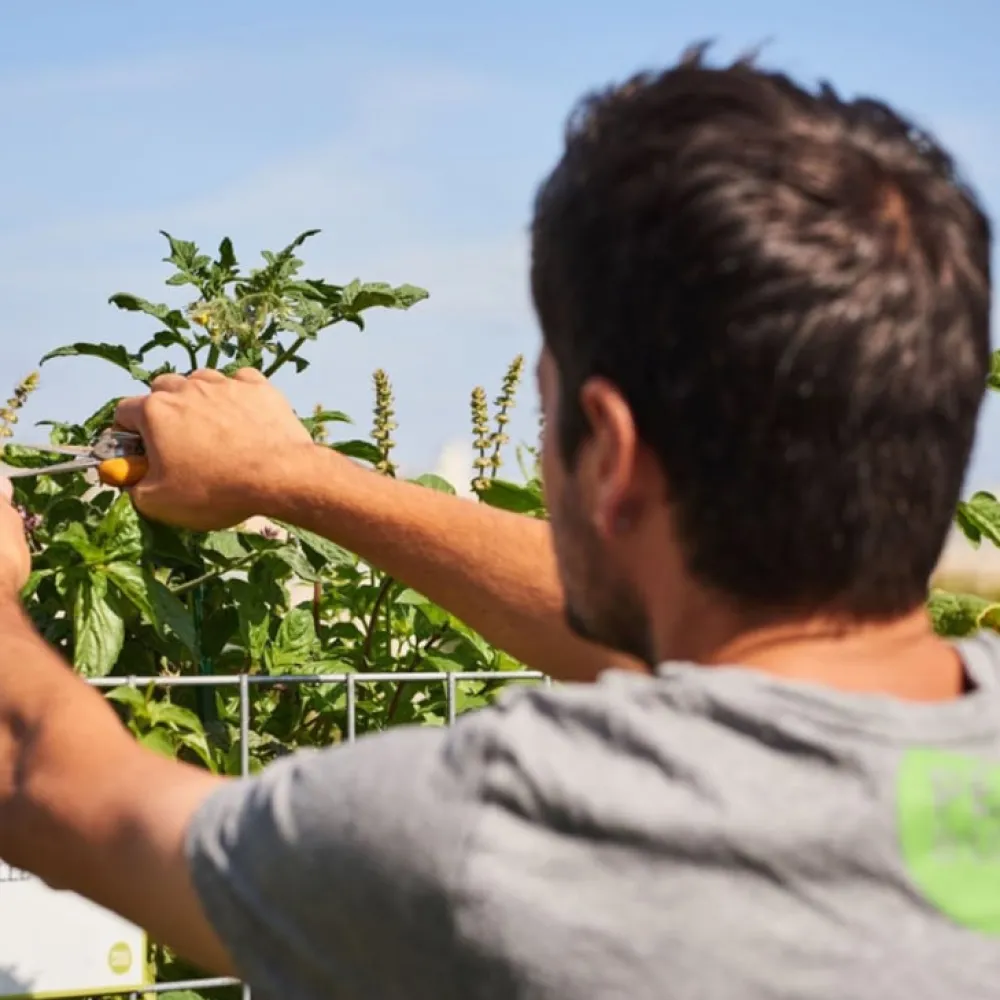 Les Raffineurs Initiez-vous à l’agriculture urbaine